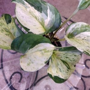 Manjula Pothos (9oz pot)